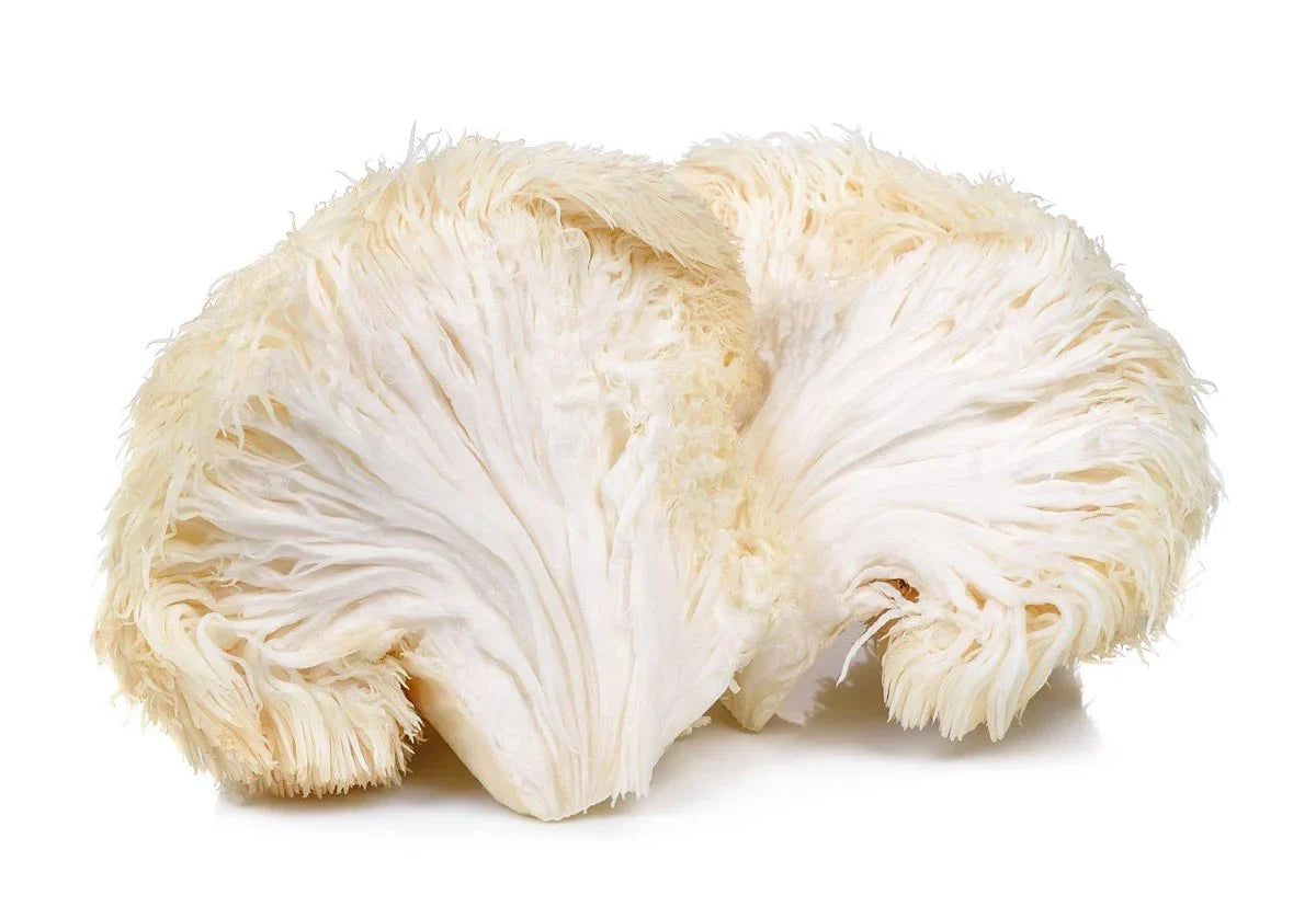Lion's Mane Benefits: What the Research Actually Shows