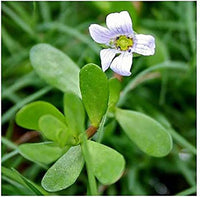 Bacopa Monnieri