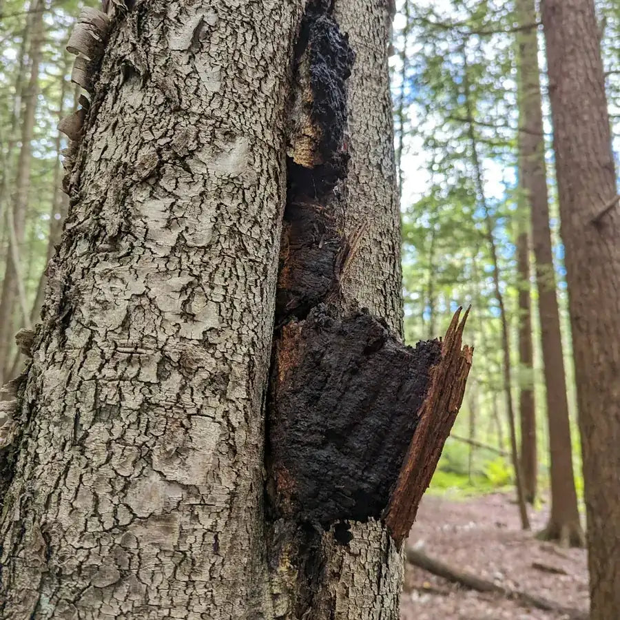 chaga