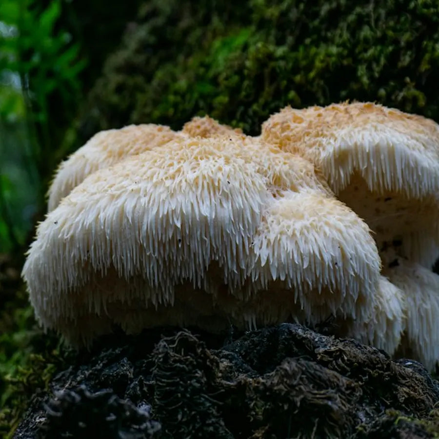 lion’s mane