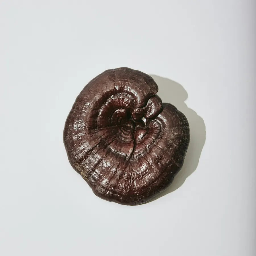 reishi
