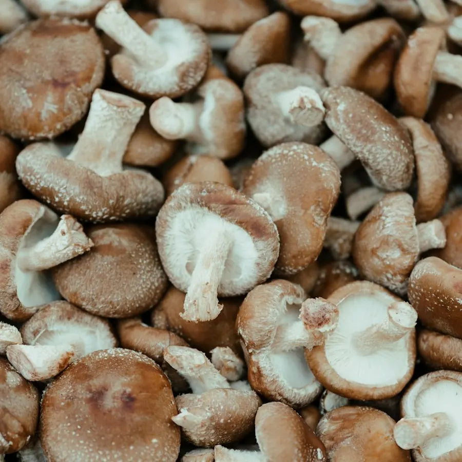shiitake